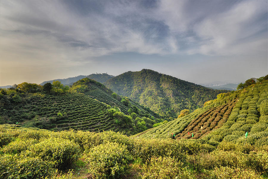 Hangzhou - Green Tea Fields In Spring Photograph by Andy Brandl