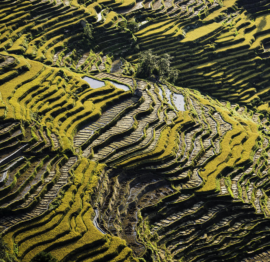 Hani Rice terraces in Yunnan Photograph by Todd Brown