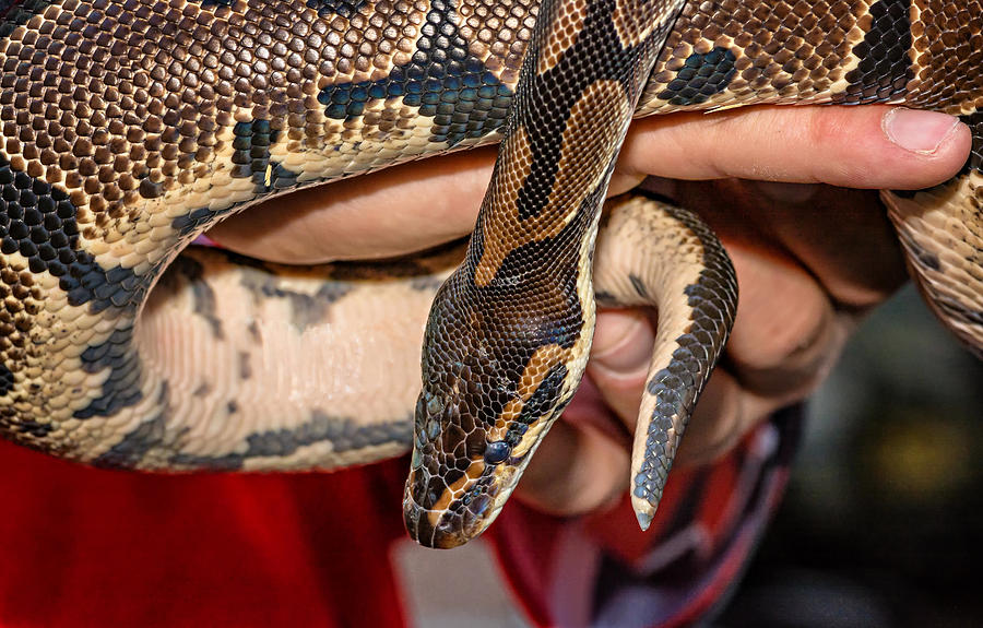 Python Photograph - Hannibal by Steve Harrington