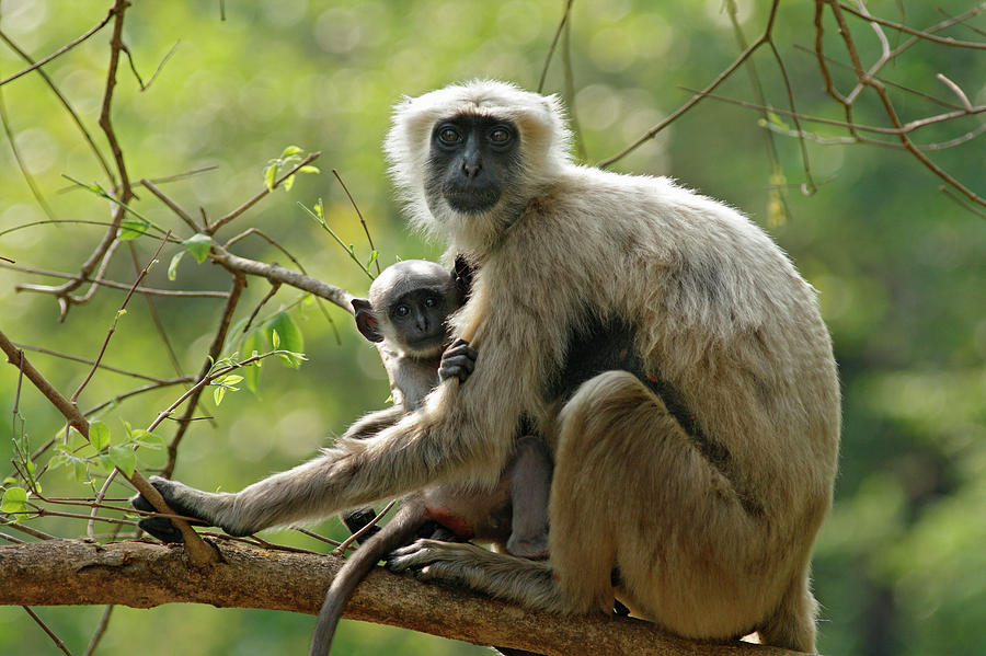 Adult Photograph - Hanuman Langoor And Young One,corbett by Jagdeep Rajput Adult Photograph - Hanuman Langoor And Young One,corbett by Jagdeep Rajput