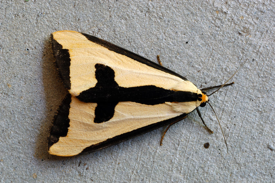 Haploa Tiger Moth Photograph by John W. Bova