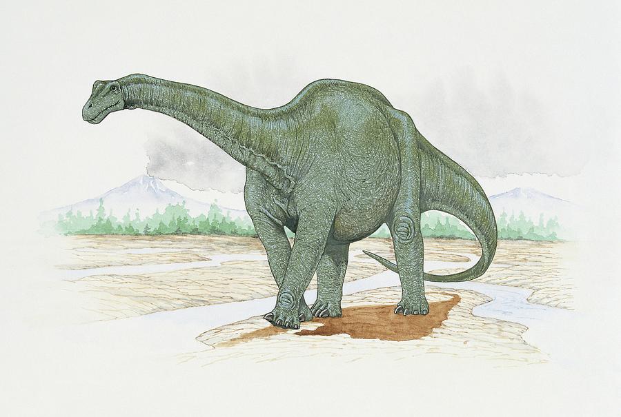 haplocanthosaurus