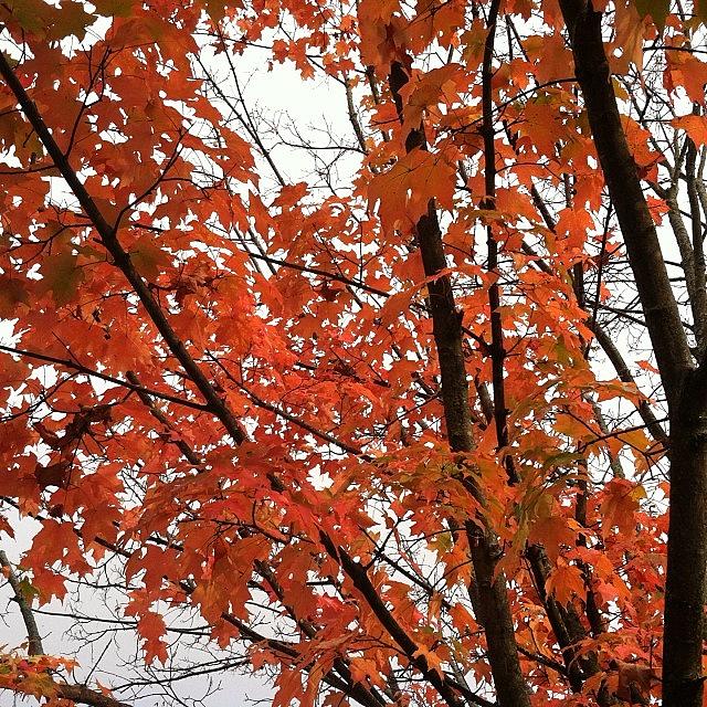 Happiness Is A Red Maple Photograph by Cat McCready 