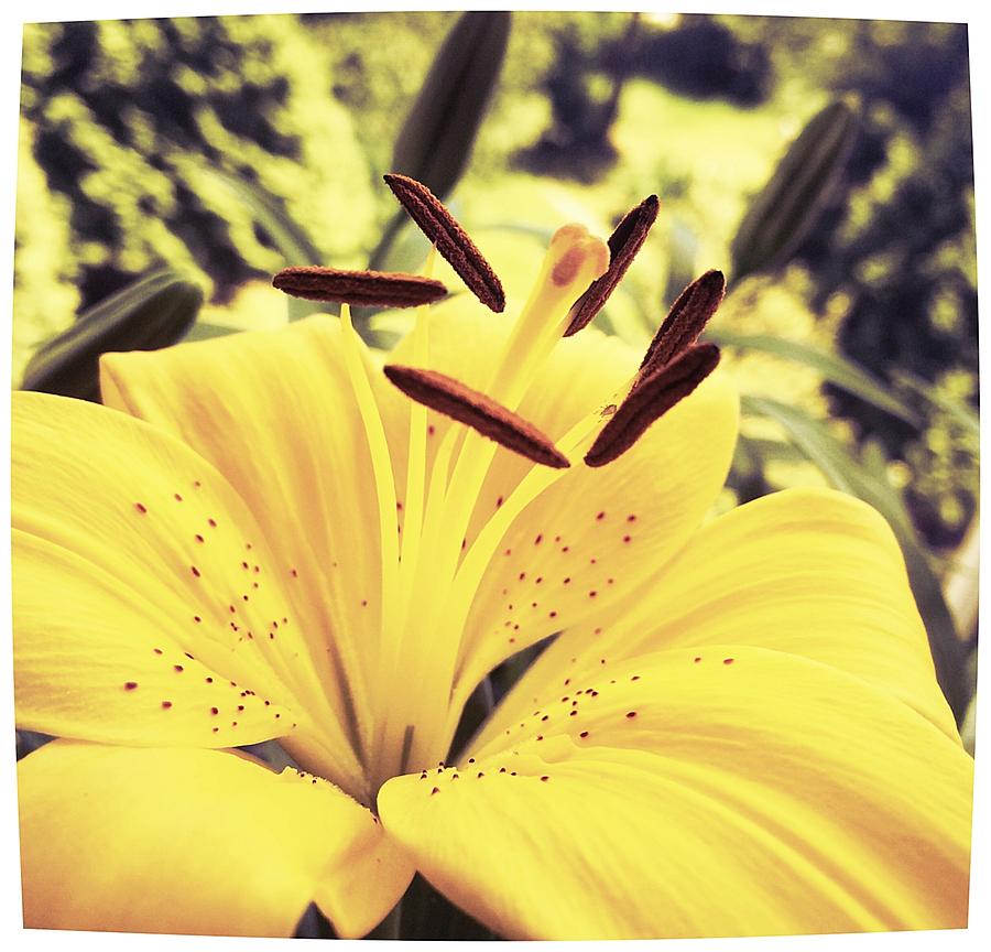 Lily Photograph - Happiness Is A Yellow Lily by Jennifer Kuehne