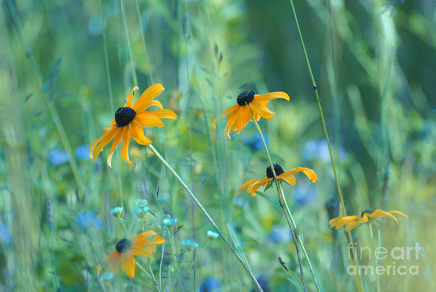Flower Photograph - Happiness is in the Meadows by Aimelle Ml