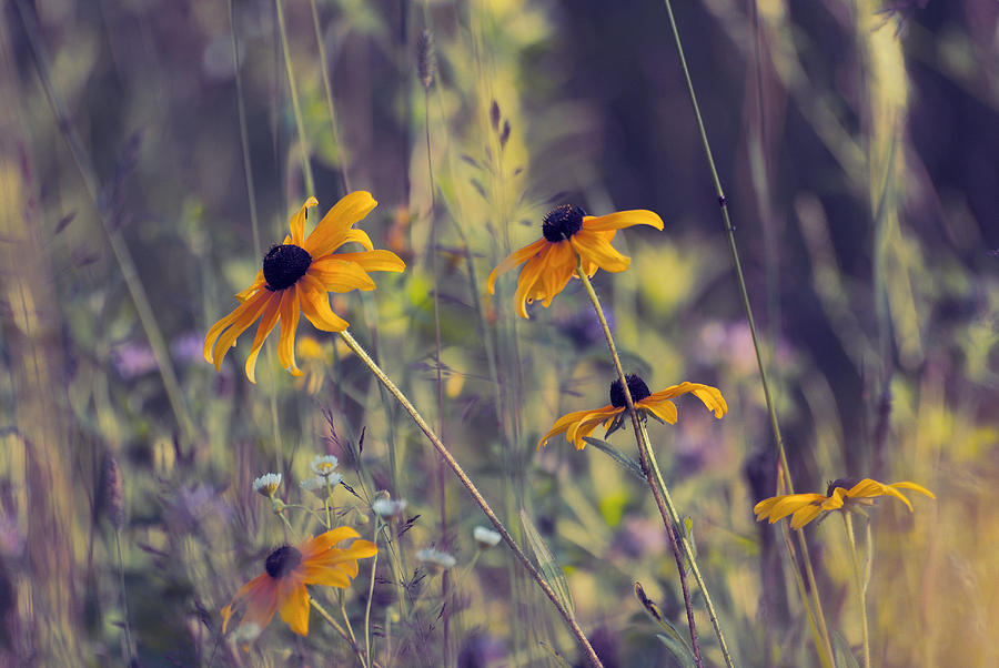 Flower Photograph - Happiness is in the Meadows - l03 by Variance Collections