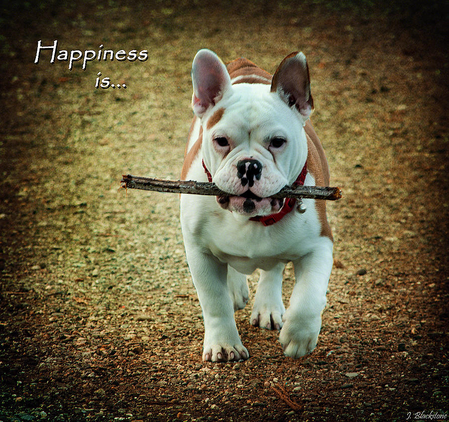 Happiness Is Photograph by Jordan Blackstone