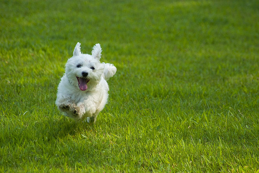 Dog Photograph - Happiness Is Running Free #1 by Pat Exum