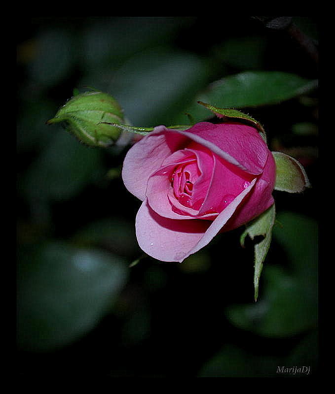 Rose Photograph - Happiness by Marija Djedovic