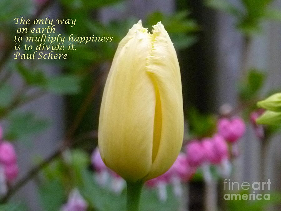 Happiness Tulip Photograph by Lingfai Leung