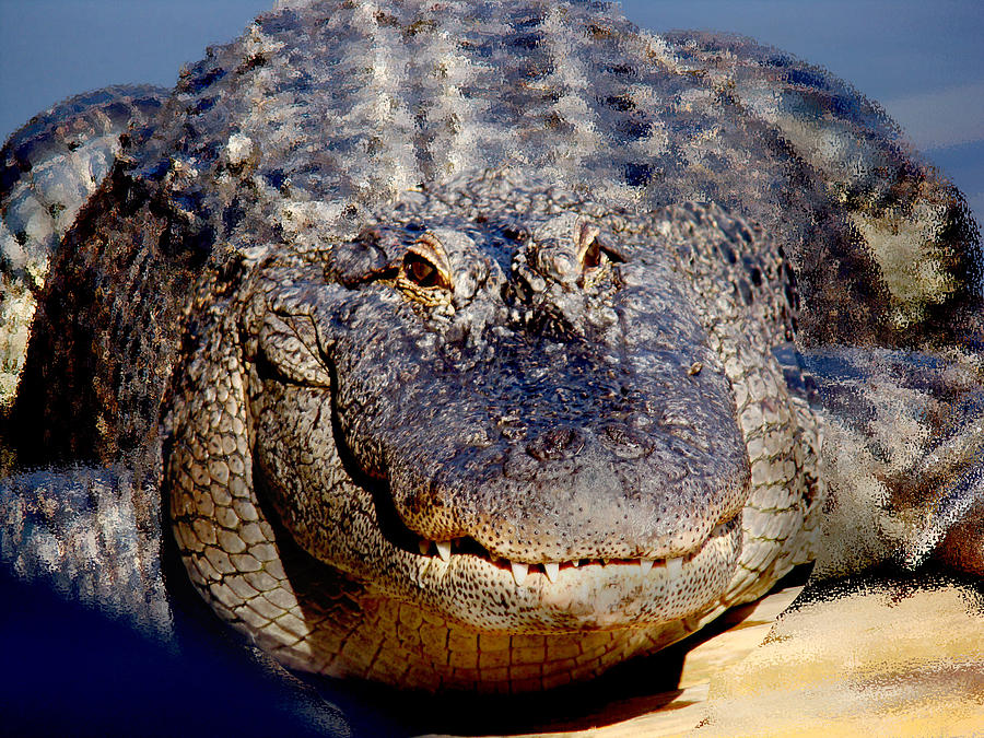 Happy Alligator Photograph by Dennis Dugan