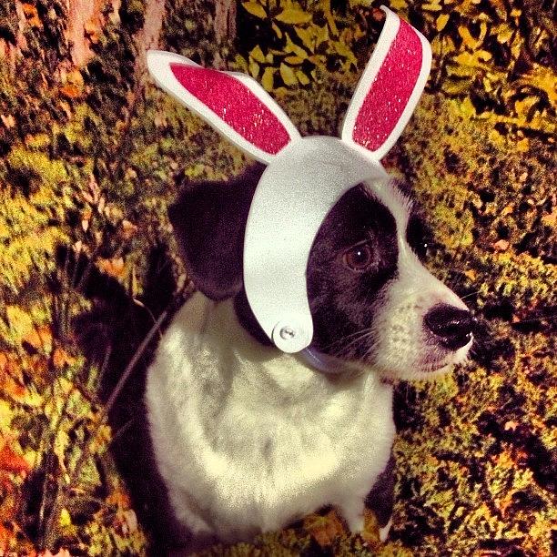 Happy Almost Easter From Lokiness!! Photograph by Liz Steiner