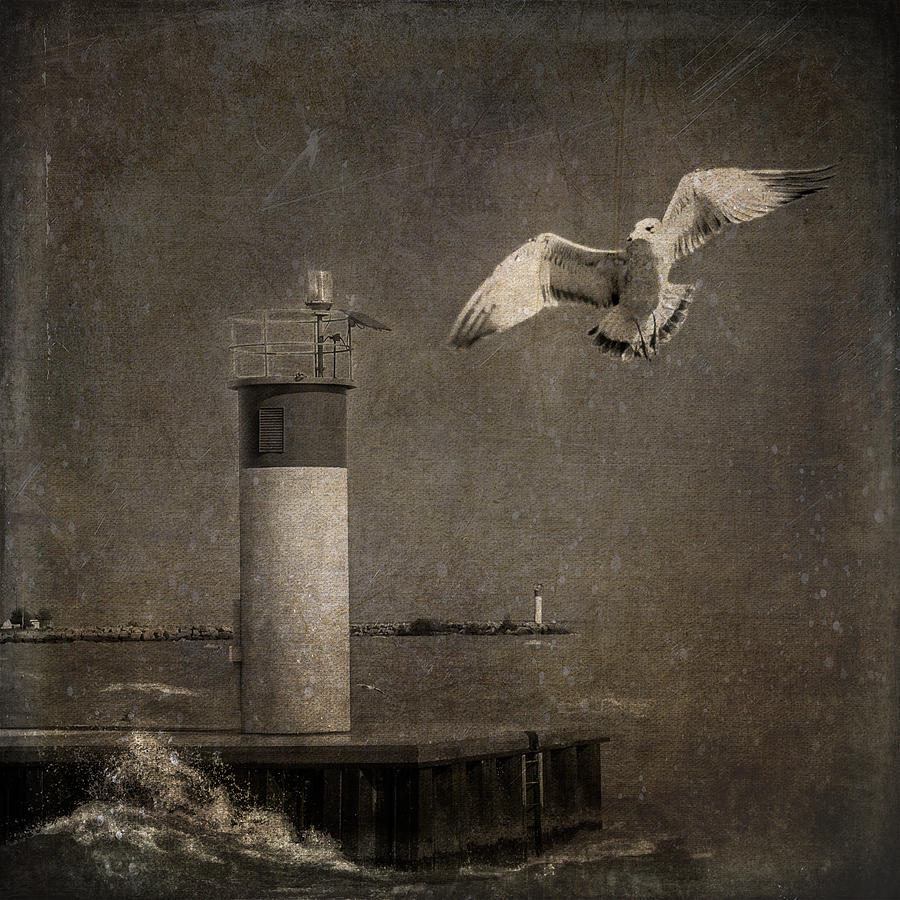 Happy And Free As A Seagull Digital Art