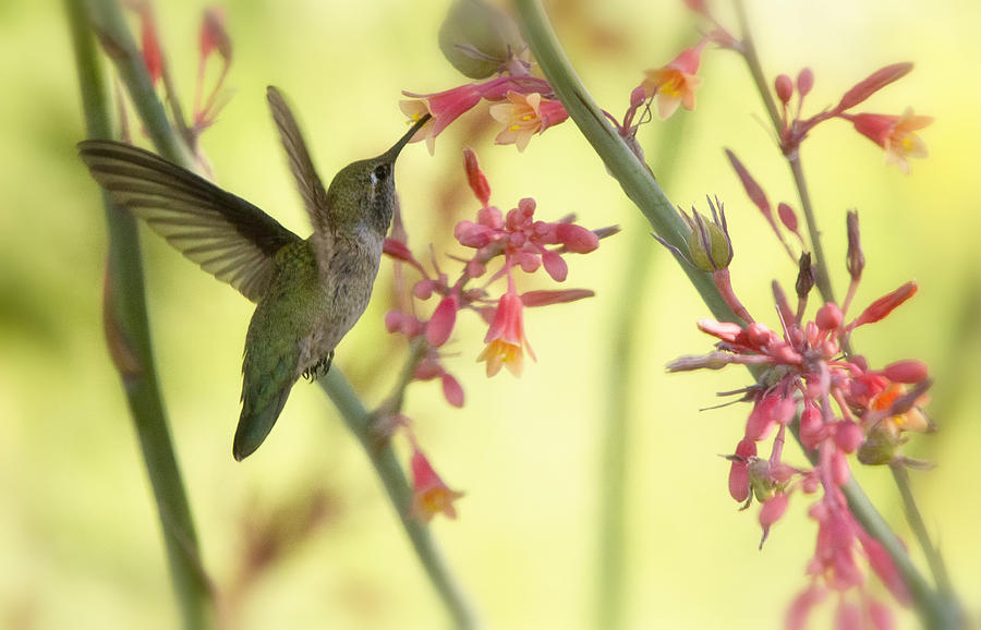 Happy As A Hummingbird  Photograph by Saija Lehtonen