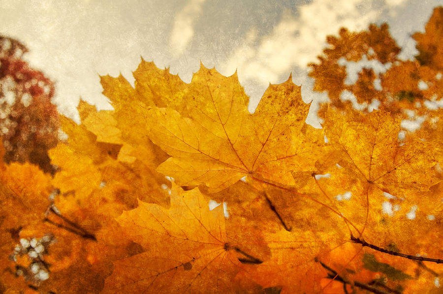 Happy Autumn Photograph by Cathy Kovarik