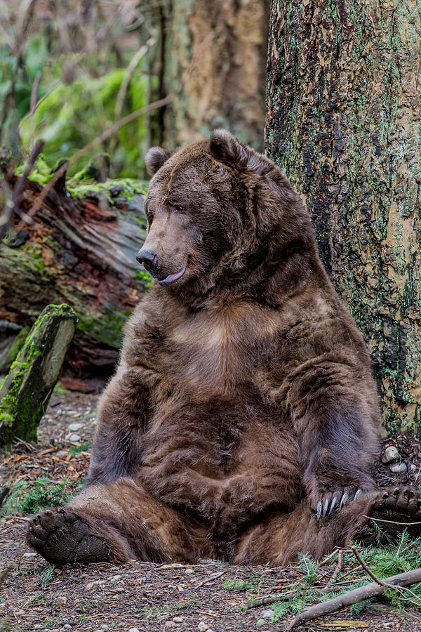 Happy Bear Photograph by Mike Centioli