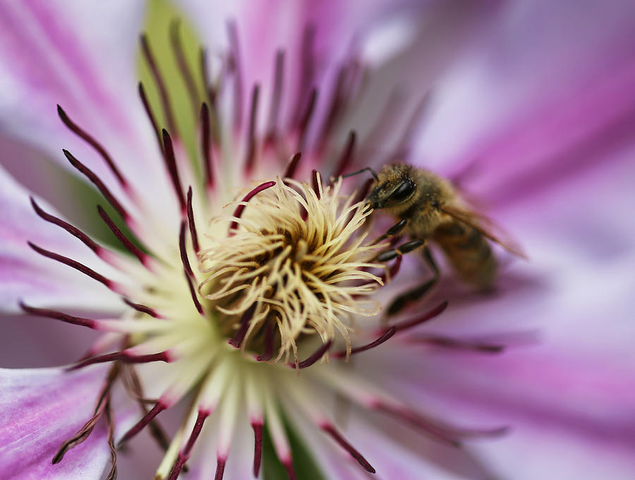 Nature Photograph - Happy Bee by Angie Vogel