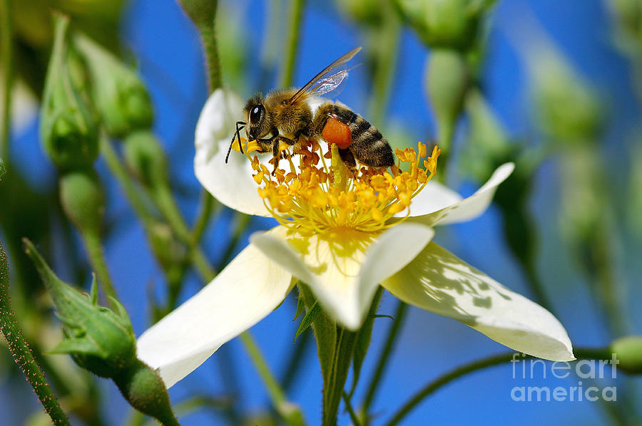 Bee collecting pollen on rosa canina wild flower Photograph by George Atsametakis