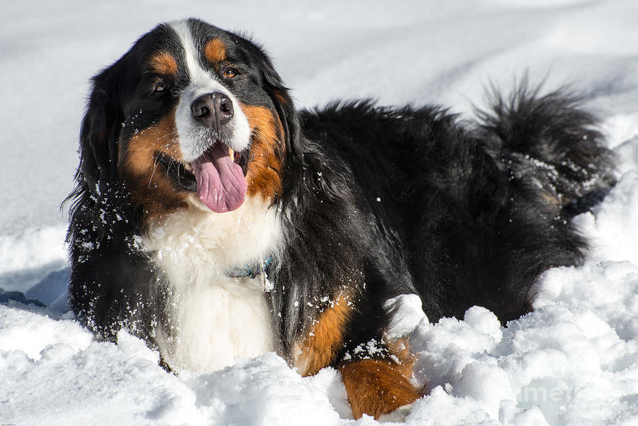 Happy Bernese Mountain Dog in Winter Snow Photograph by Gary Whitton