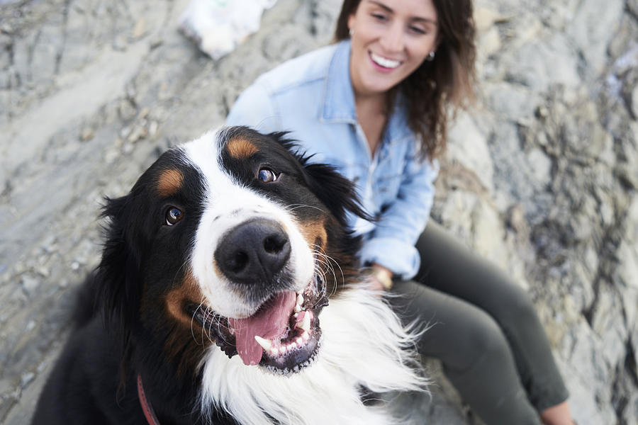 Happy bernese mountain dog looking at camera, his owner smiles next to him Photograph by Westend61