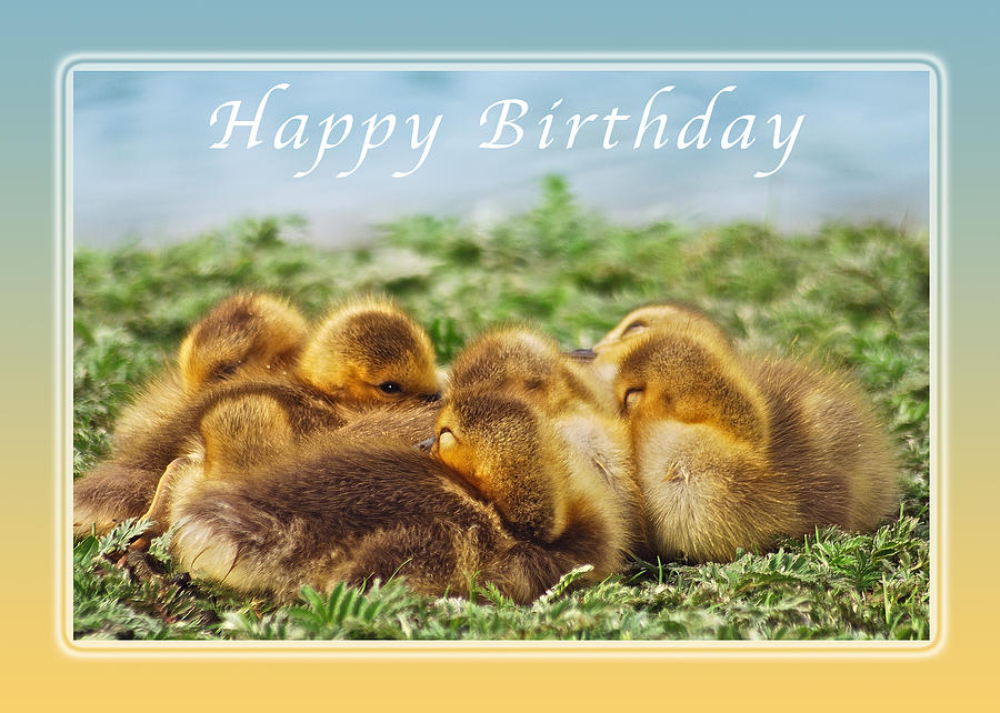Happy Birthday Baby Geese Photograph by Michael Peychich
