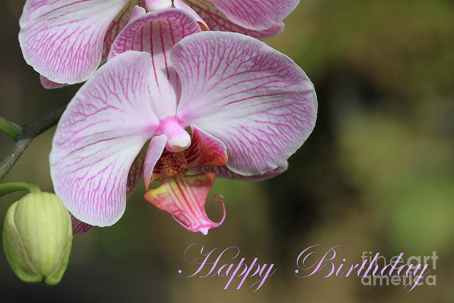 Happy Birthday Orchid Card Photograph by Teresa Zieba - Fine Art America