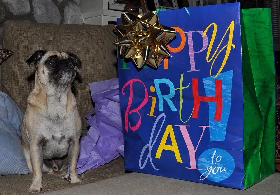 Happy Birthday Pug Photograph by Diane Lent