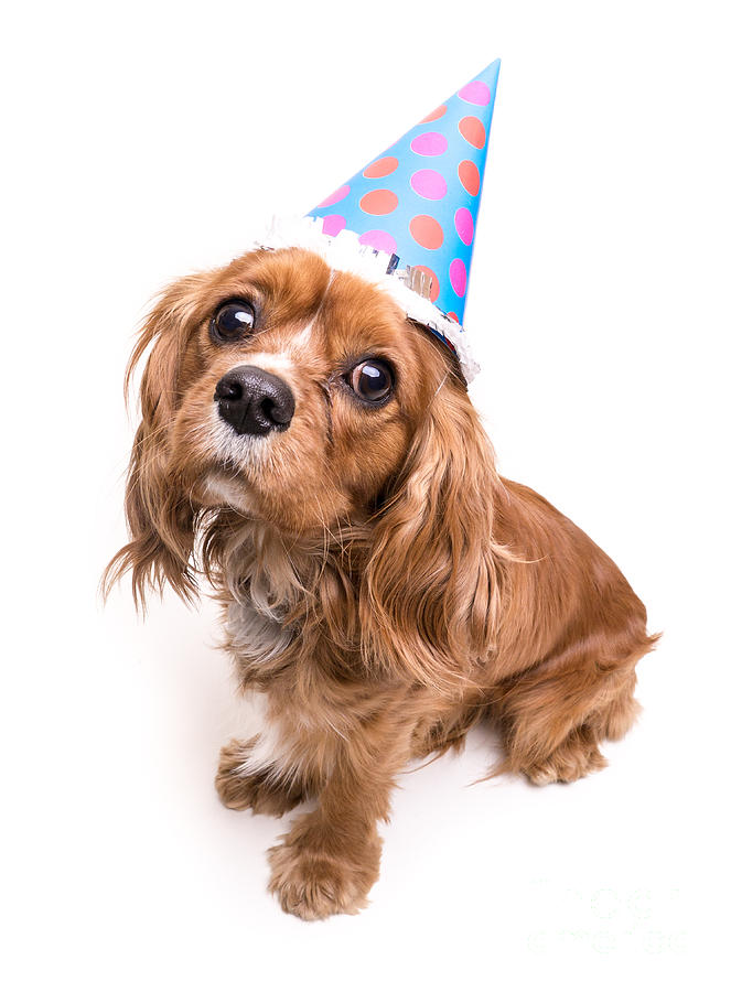 Happy Birthday Puppy Photograph by Edward Fielding | Fine Art America