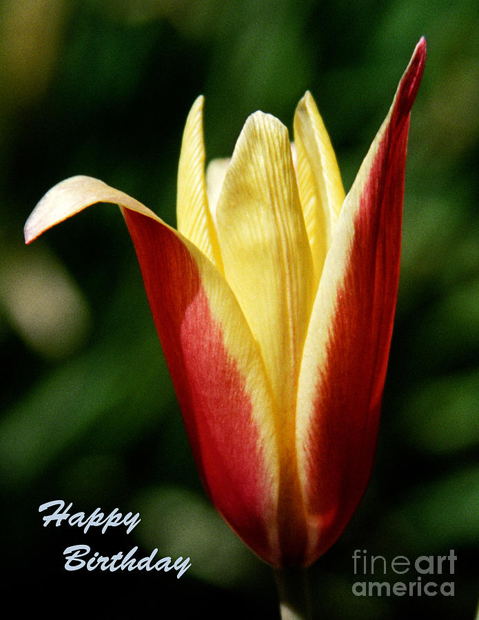 Happy Birthday - Tulip Photograph by Kathy McClure