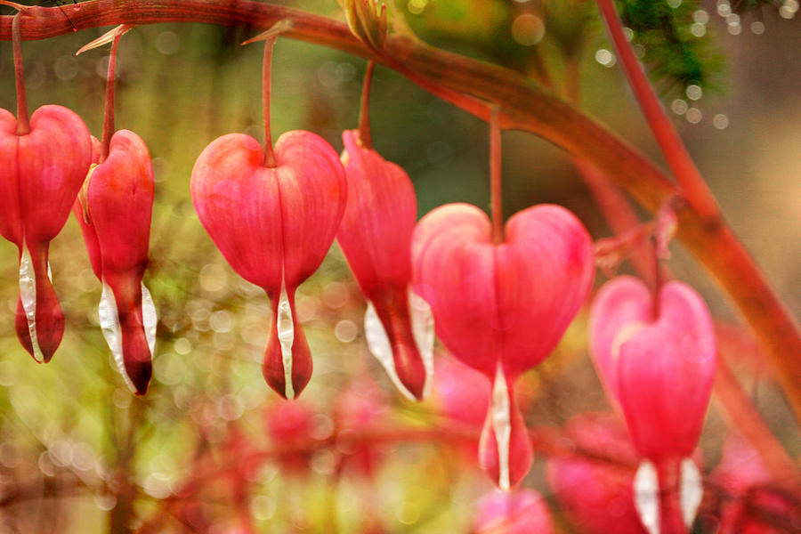 Happy Bleeding Hearts Photograph by Peggy Collins | Fine Art America