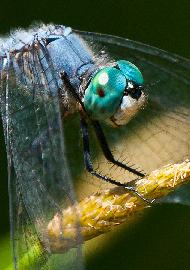 Happy Blue Dragonfly Photograph
