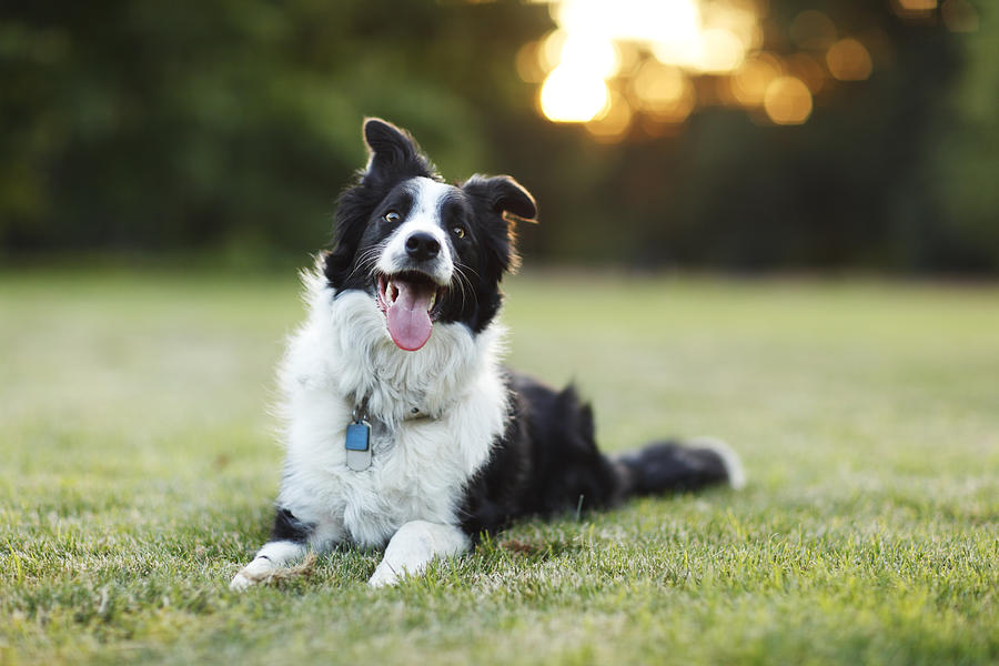 Happy border collie dog outdoors Photograph by Purple Collar Pet Photography