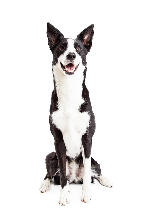 Animal Photograph - Happy Border Collie Mix Breed Dog Sitting by Susan Schmitz Animal Photograph - Happy Border Collie Mix Breed Dog Sitting by Susan Schmitz