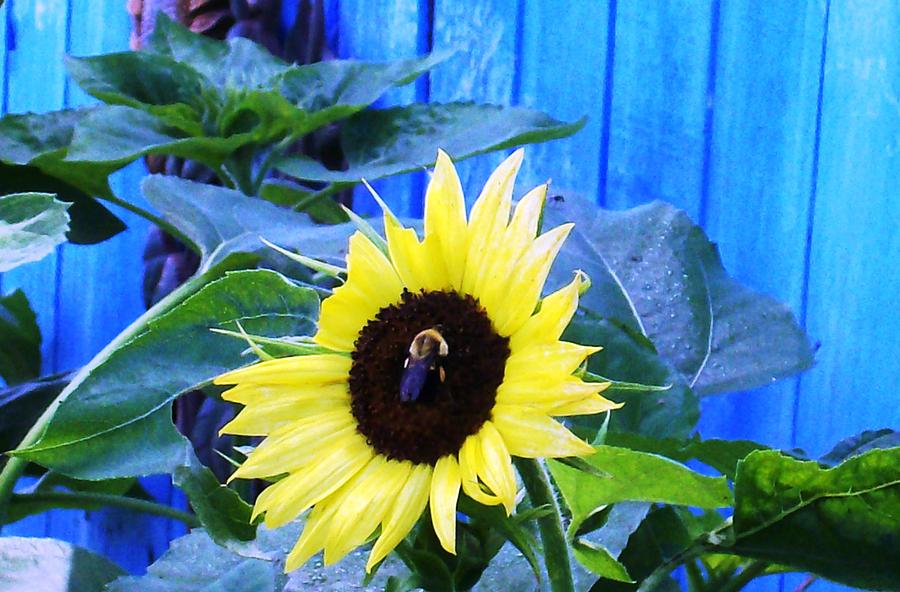 Happy Bumble Bee Photograph by Belinda Lee