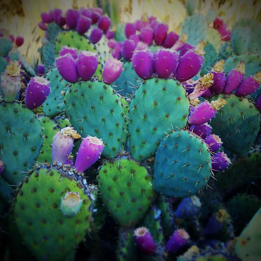 Happy Cactus Photograph by Anne Thurston