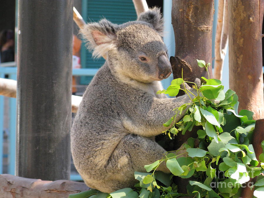 San Diego Photograph - Happy Calm Koala by Ausra Huntington nee Paulauskaite