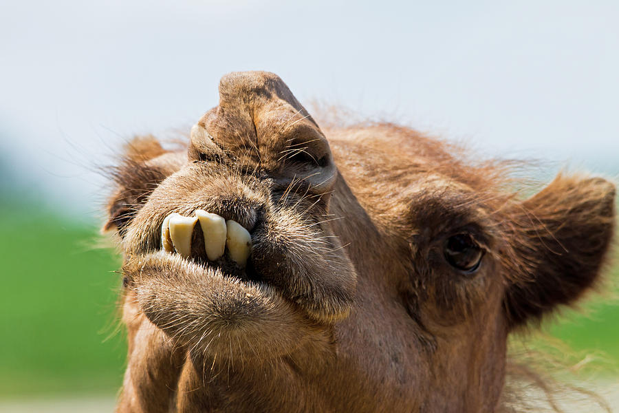 Happy Camel Photograph by Wayne Stabnaw