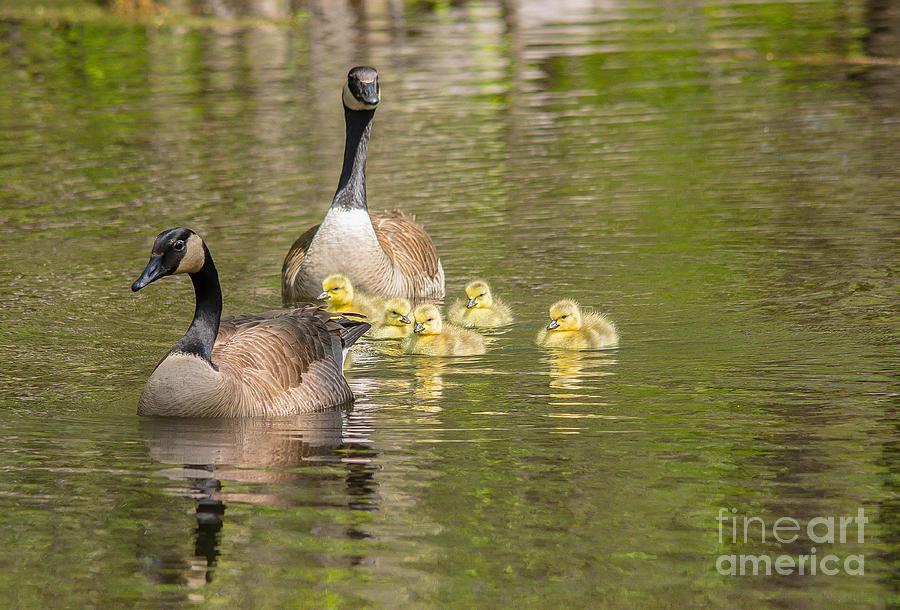 Happy Canadian Geese Photograph by Cheryl Baxter