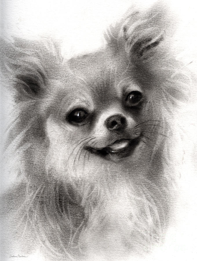 Happy Chihuahua dog portrait  by Svetlana Novikova