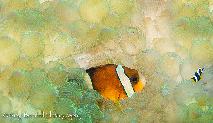 Happy Clown fish Photograph by Roy Bendell | Fine Art America