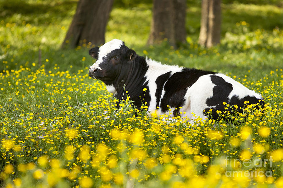 Happy Cow Photograph by Brian Jannsen