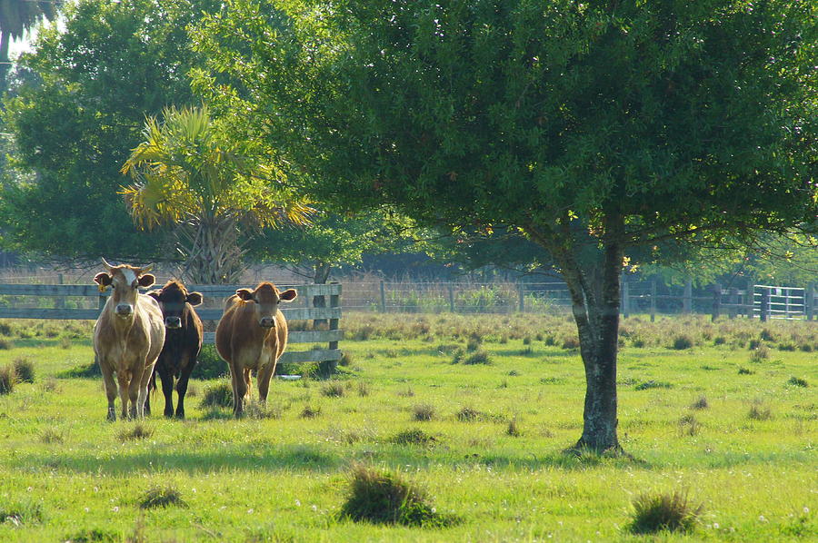 Happy Cows Come From Florida Photograph by Lynda Dawson-Youngclaus