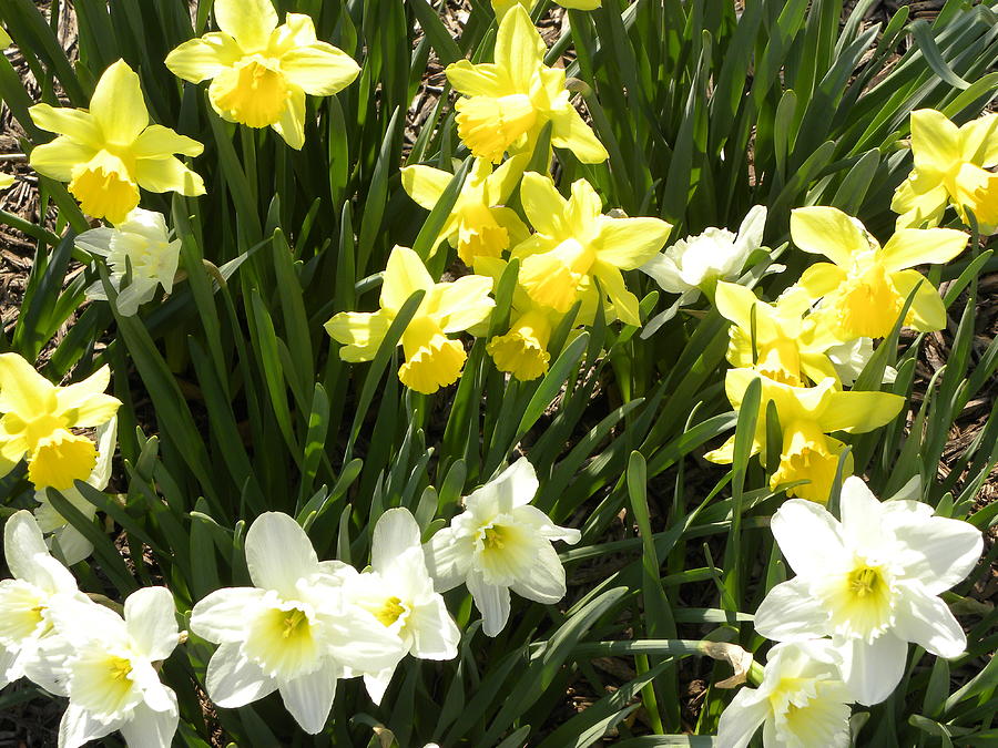 Flower Photograph - Happy Daffodils  by Cim Paddock