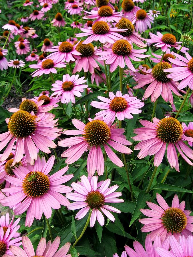 Happy Daisies Photograph by Beth Biasella - Fine Art America