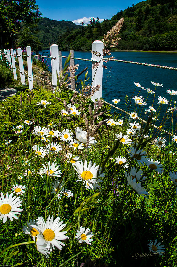Happy Daisies in the Oregon Sun Photograph by Mick Anderson