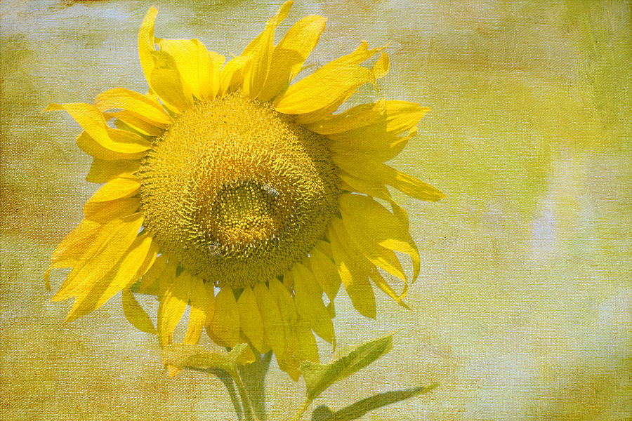 Sunflower Photograph - Happy Day by Rebecca Cozart