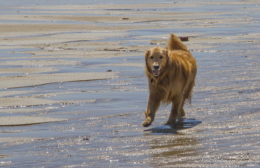 Happy Dog at Beach Photograph by Natalie Rotman Cote