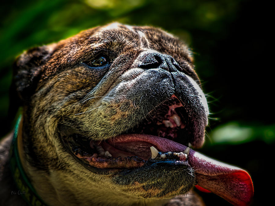 Happy Dog Photograph by Bob Orsillo