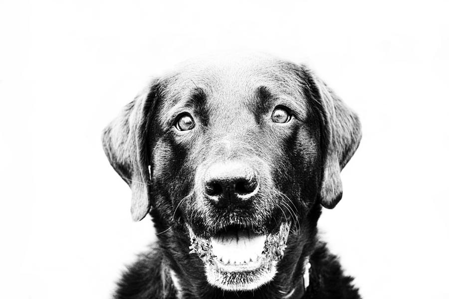 Animal Digital Art - Happy Dog by Chaya Emily Baumbach
