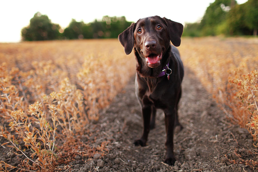 Happy Dog In Field Photograph by Purple Collar Pet Photography